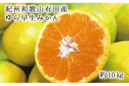 紀州和歌山有田産ゆら早生みかん10kg サイズお任せ ※2024年10月中旬頃～2024年10月下旬頃に順次発送予定(お届け日指定不可) 【uot734】