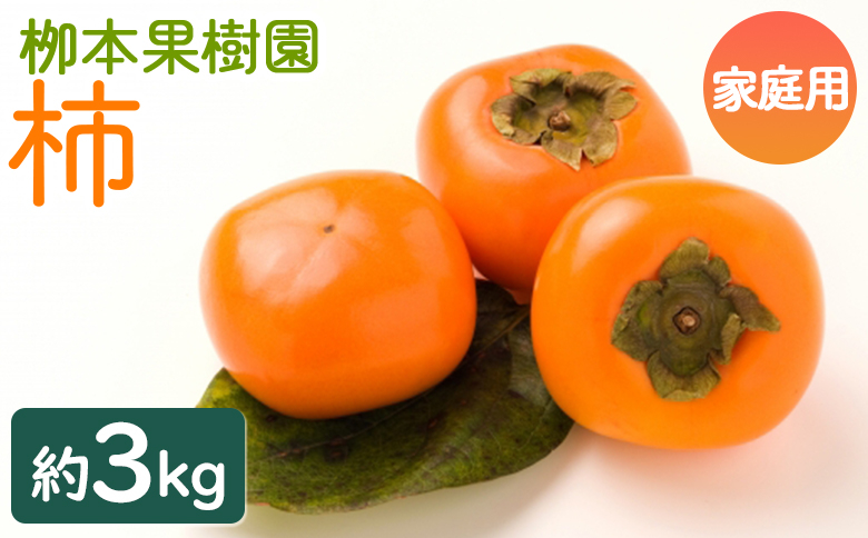 
            柿 訳あり果物 3kg - ご家庭用 先行予約 果物 くだもの フルーツ カキ かき 甘い おいしい 送料無料 期間限定 季節限定 数量限定 柳本果樹園 高知県 香南市 yg-0016
          