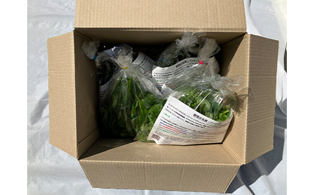 【ミネラル豊富野菜】 ゲンキナ 1kg F20C-948