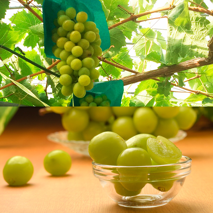 【定期便4回】栽培のプロが選ぶ山形の秋冬プレミアムフルーツ【令和8年産先行予約】FU21-946