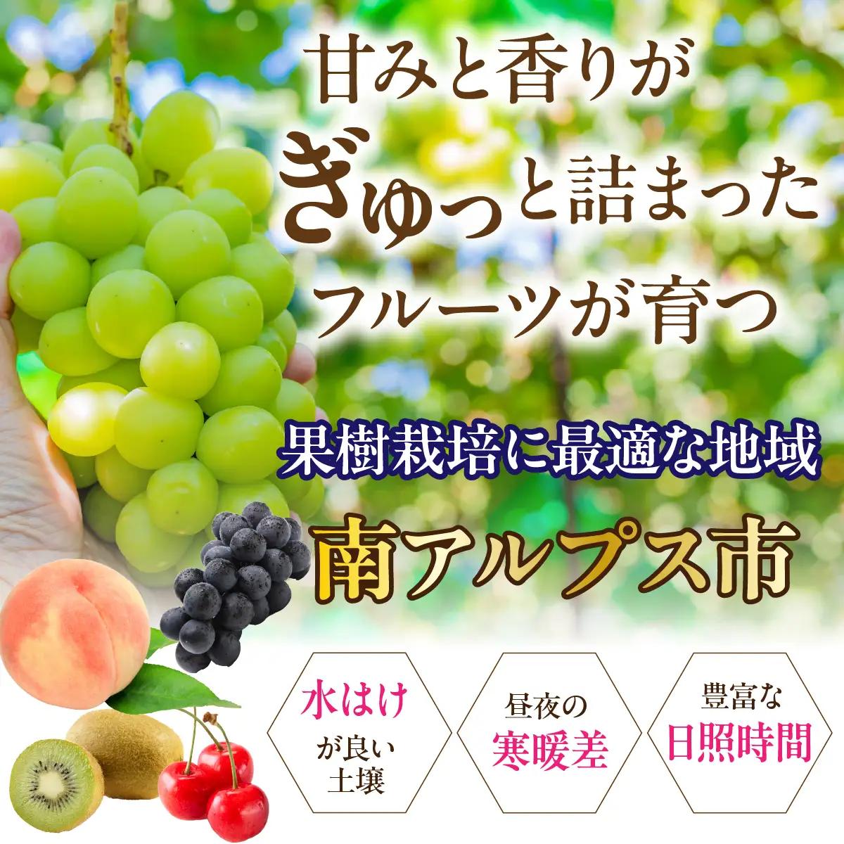 【ふるなび限定】【先行予約】厳選！南アルプス市産　ぶどう２種詰合せ　2房　約1.1kg ALPDD029-FN-Limited