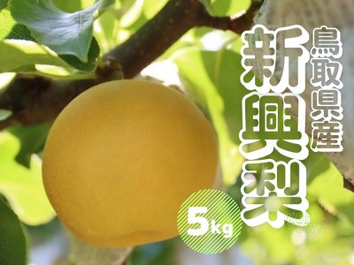 新興梨 5kg 鳥取県産【10月上旬～10月中旬頃発送】先行予約受付 しんこう なし ナシ 梨 5ｷﾛ JA米子選果場 0737