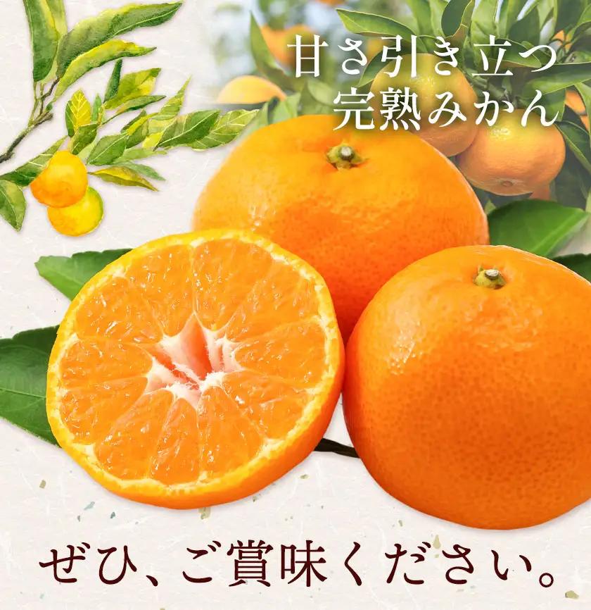 温州みかん 約5kg 秀品 亀井農園 みかん
