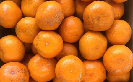 [訳あり規格]和歌山有田みかん10kg（S～Lサイズおまかせ）※2025年11月中旬～2026年1月中旬頃順次発送予定（お届け日指定不可）【tec830A】