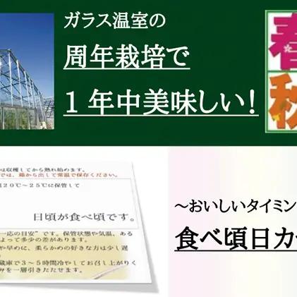 メロン 数量限定 クラウン 名人 1玉 定期便 6ヶ月 メロン