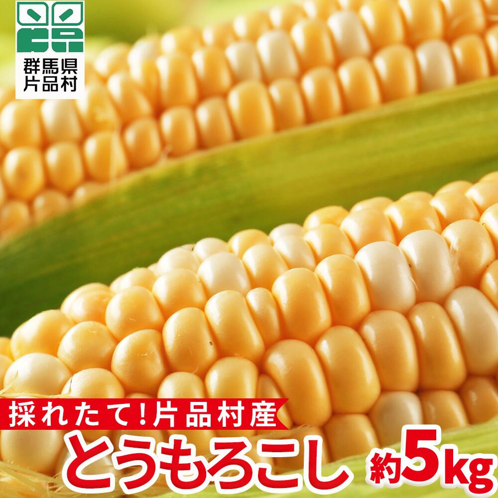 
            【8月上旬より順次配送】片品村産 とうもろこし　1箱
          