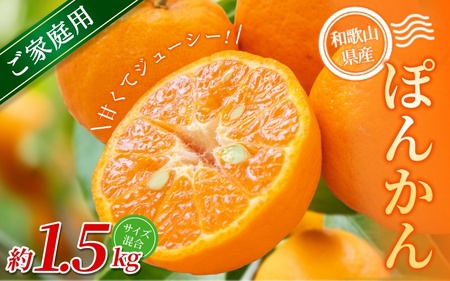 【家庭用】 森本農園の手選別 ポンカン 約1.5kg 和歌山県産 サイズ混合 【北海道・沖縄・離島配送不可】【2027年1月上旬～2月上旬頃に順次発送】【RN11】【BV90011-mrmt011】
