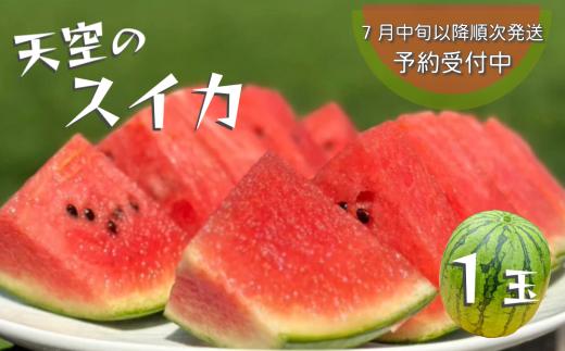 【予約受付中・7月中旬以降順次発送】天空のスイカ 【数量限定】 すいか 西瓜 小玉スイカ 栽培期間中農薬不使用