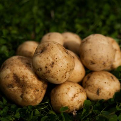 ふるさと納税 豊頃町 十勝の秋の味覚「ごぼじゃがセット」(ごぼう約4kg・じゃがいも約4kg【2025年産】(先行受付) |  | 03