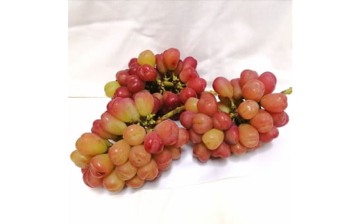 ※2026年の予約です！※【産地直送】フルーツ王国岡山シャインマスカットの娘マイハート入り！ぶどう１.２kg詰め合わせ / 岡山 真庭 マイハート 瀬戸ジャイアンツ サニードルチェ マスカット 食べ比