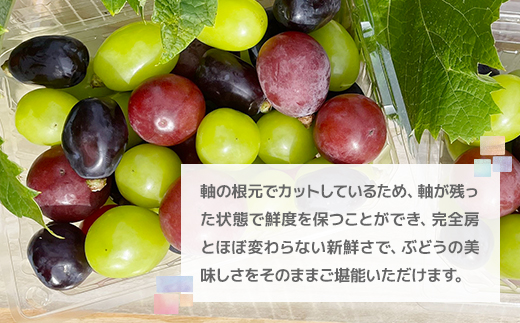 【訳あり】粒取り ぶどう バラバラ3色セット 計1kg(500g×2パック)食べ比べ!【配送不可地域：離島】
