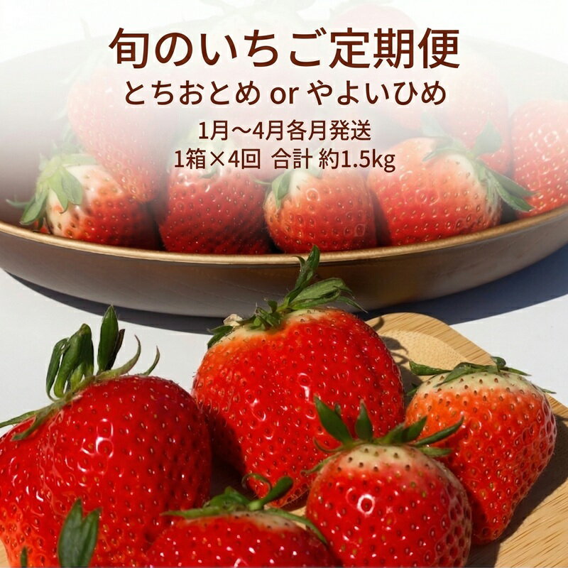 【ふるさと納税】 とちおとめ やよいひめ 旬のいちご定期便 4か月 毎月 約 400g 朝摘み 朝採り 産直 産地直送 果物 果実 甘い ストロベリー フルーツ くだもの ギフト プレゼント グルメ 贈答 苺 ふるさと納税苺 千葉県 銚子市 神原いちご園 【先行予約 2027年1月~5月発送】