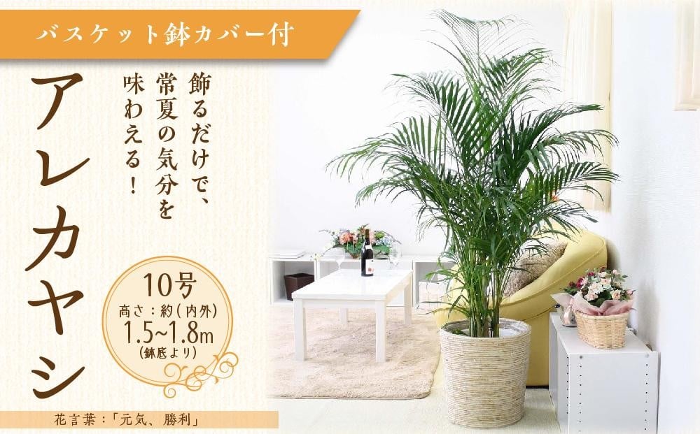 
            アレカヤシ 10号 ホワイトバスケット鉢カバー 土の表面:ウッドチップ 【観葉植物 植物 アレカヤシ 10号 バスケット 鉢付 インテリア 部屋 室内 オフィス 癒し エコ グリーン マイナスイオン リラックス オシャレ おしゃれ ギフト プレゼント 贈り物 人気 おすすめ  福岡県筑前町 送料無料 AG036】
          