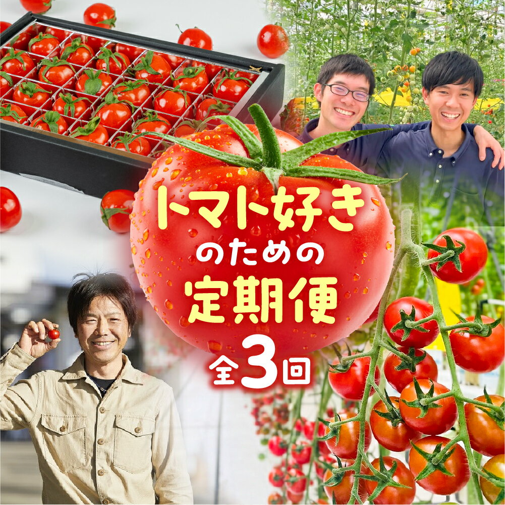 【ふるさと納税】トマト大好き定期便 3回お届け トマト ミニトマト フルーツトマト 食べ比べ 高糖度 プチぷよ ファーストトマト とまと 旬 先行予約 期間限定 お楽しみ トマト定期便 定期 3回 3ヵ月 希少品種 人気 楽天限定 ふるさと納税 愛知県 豊橋市 送料無料