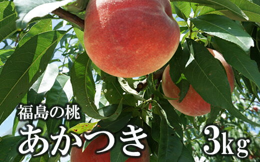 【ふるさと納税】No.1506福島のもも「あかつき」約3kg【2025年発送】