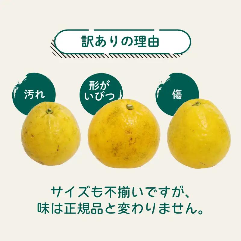 河内晩柑 5kg 家庭用 訳あり 西尾農園の晩柑 晩柑