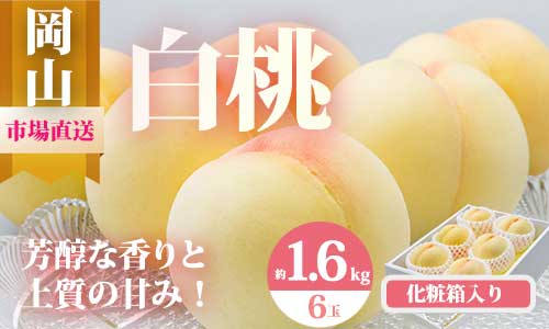【ふるさと納税】【令和7年発送・先行予約】岡山県産　白桃6玉（合計1.6kg以上）化粧箱入り　rr-100　※北海道・沖縄県・離島への配送はできません。