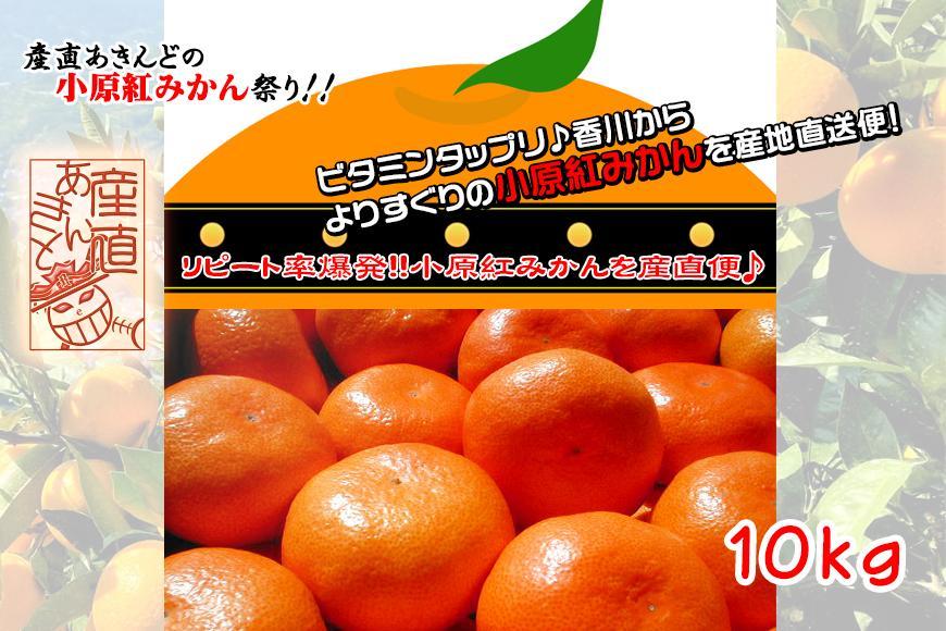 ≪先行受注≫小原紅早生みかん 香川県産 約10kg ( S ～ Lサイズ ) ｜ みかん