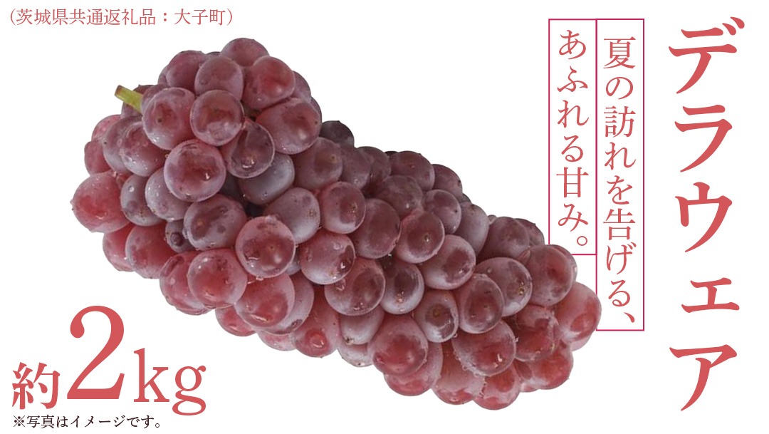 デラウェア 2kg 【 2026年7月上旬発送開始 】 (茨城県共通返礼品：大子町) デラウェア ぶどう ブドウ 葡萄 完熟 種無し フルーツ 旬果