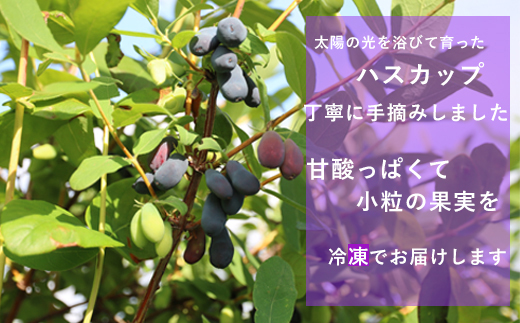 北海道の冷凍果実ハスカップ 天然の甘酸っぱさをそのままお届け 【山科農園 冷凍ハスカップ：400ｇ×2パック】＜ 北海道 ハスカップ 摘み立て冷凍 手摘み 使い方色々 抗酸化 ミラクルフルーツ ＞