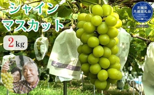 【2026年発送】 開田ぶどう園 シャインマスカット 2kg （茨城県共通返礼品・石岡市産） ／ シャインマスカット ぶどう 葡萄 ブドウ 果物 フルーツ