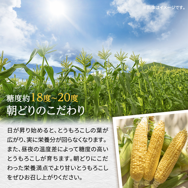 【8月より発送】朝採り 嶽きみ（だけきみ） 10本 フルーツのようなとうもろこし【青森県弘前市・岩木山麓嶽高原産・とうもろこし】※オンライン決済のみ