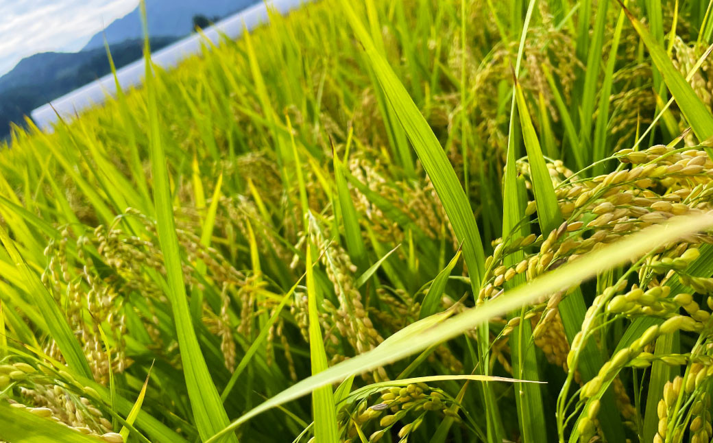 【令和7年産米】空舞米 新潟県村上市岩船産 コシヒカリ 精米 5kg・新之助 7kg（合計12kg）B4090 