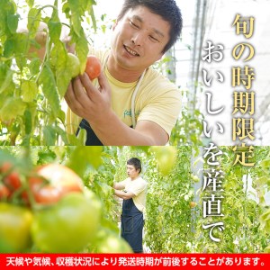 s199 さつま町産の大安吉日とまと(約1.2kg)完熟してから収穫した採れたてのトマトをお届け さつま町 特産品 鹿児島 国産 九州産 トマト 野菜【市囿庄一】