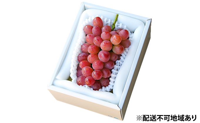 ぶどう 早期受付 紫苑 （しえん）1房（500g以上） ブドウ 葡萄 岡山県産 国産 フルーツ 果物 ギフト 桃茂実苑 もも 果物類 