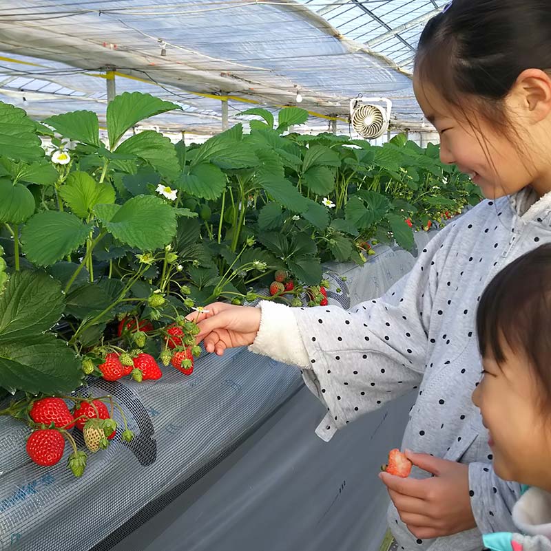 群馬県産いちごセット＜やよいひめ2パック＞【2026年3月1日～5月15日発送】(各220g以上×2パック) いちご やよいひめ 群馬県産 オリジナル品種 苺 イチゴ セット 詰合せ 果物 フルーツ 食品 F21E-494