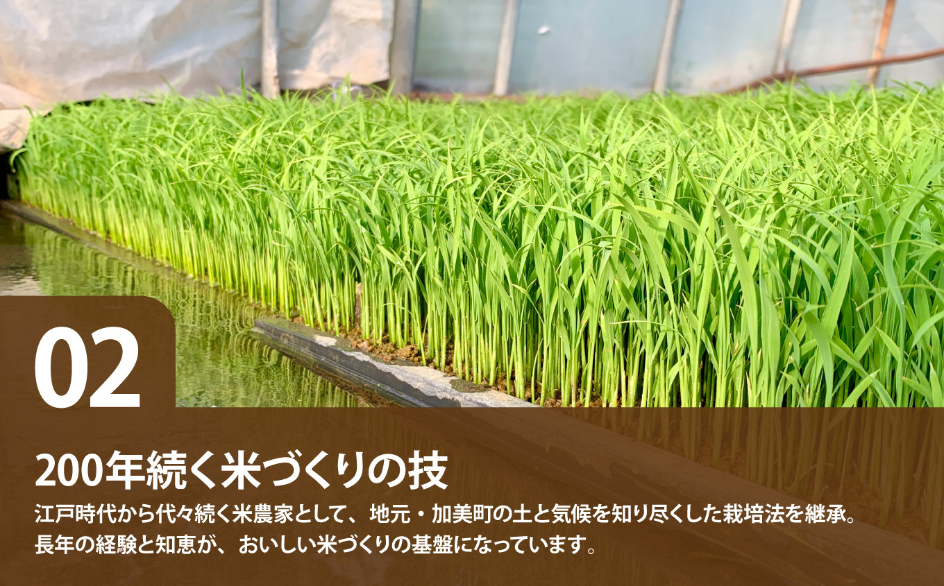 つや姫 5kg / 10kg 令和8年産 宮城県加美町産