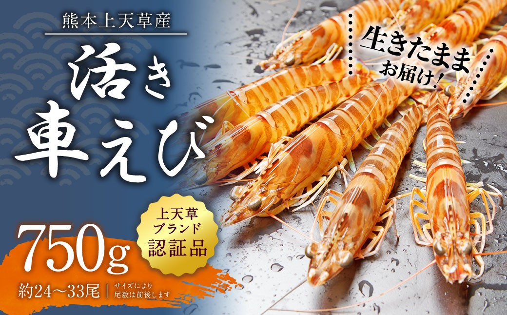 
                  【配送日指定品】上天草産の活き車えび！750g（約24～33尾）活き車海老 車海老 車えび えび エビ 海老 生きたまま お取り寄せ【発送期間2026年10月15日から2027年5月31日】
                