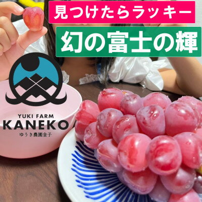 【ふるさと納税】【本場山梨の希少品種】見つけたらラッキーなかなかお目にかかれないお試し富士の輝2025年9月中旬発送【配送不可地域：離島】【1495748】