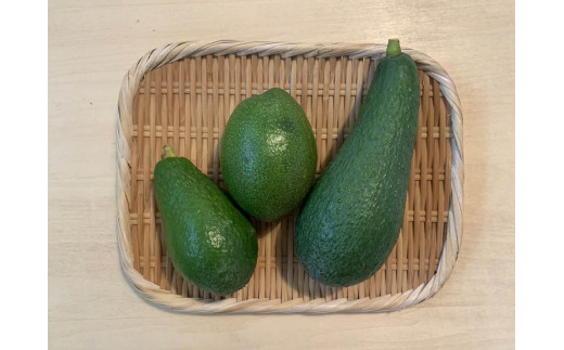 【数量限定】アボカド 苗木 Bタイプ (台木/接ぎ木：ベーコン種) 1本 5号～6号 鉢下から約30cm