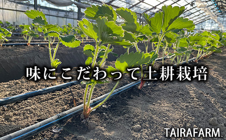 120-7　タイラファームの冷凍イチゴたっぷり3㎏！フルーティーな香りの　きらぴ香　ぱくぱく食べやすい小粒サイズ