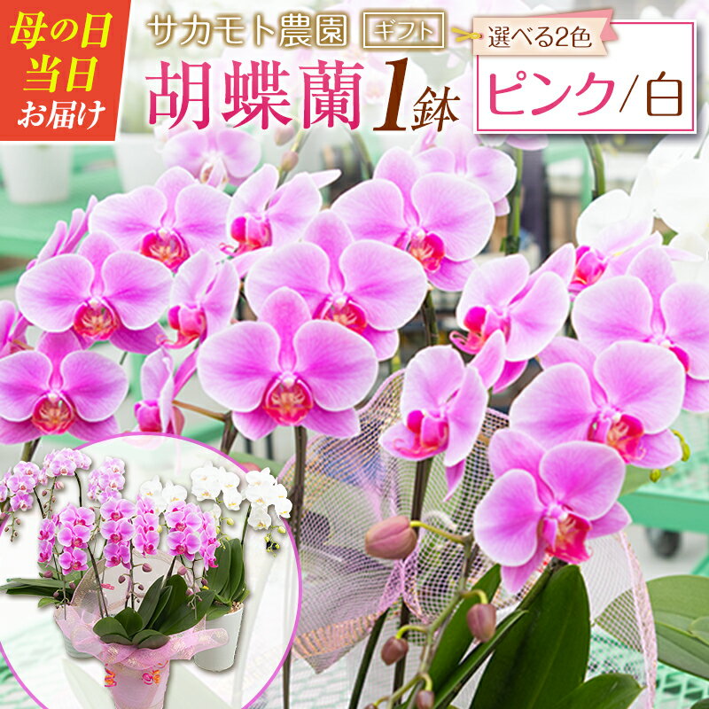 【ふるさと納税】＜選べる花色＞母の日 ギフト サカモト農園の胡蝶蘭 1鉢（ピンク or 白） メッセージカード付 説明書付き 贈答向け 期間限定 お祝い ※北海道、沖縄県等の離島への発送不可