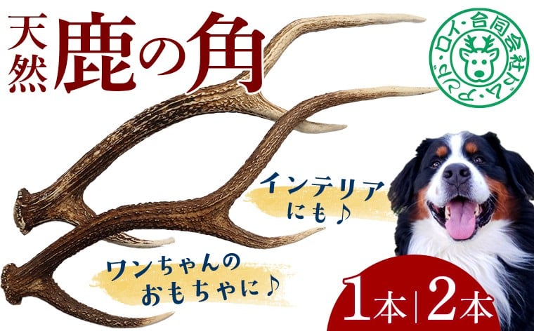 
                  シカの角 1本 2本　鹿 シカ ジャーキー 犬 ペット ワンコ ワンちゃん おもちゃ 角 ツノ インテリア 飾り 置き物 おすすめ 天然 野生 肉 ジビエ 国産 ごほうび 健康 噛む ストレス ひまつぶし 歯 歯みがき 歯垢 歯石除去 工作 芸術 小型犬 中型犬 大型犬 房総 千葉県
                