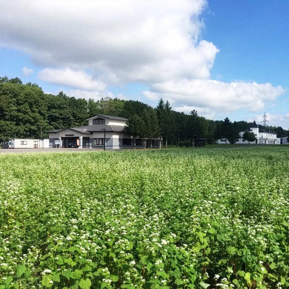 新得そばの実 3kg | 新得物産株式会社 [BNBE001]