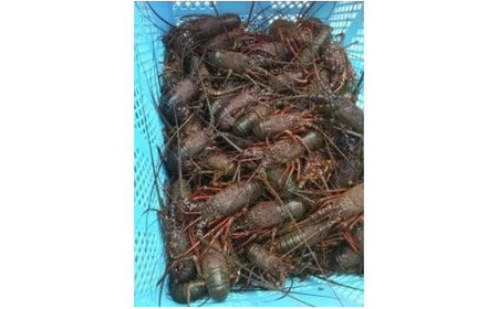 【 伊勢海老 】 活き〆冷凍伊勢海老 1kg