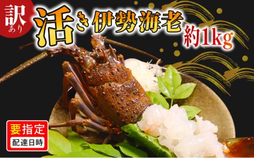＼最短7営業日以内発送／ 訳あり 活き伊勢海老 1kg 伊勢エビ 海老 活 プリっぷり 生 活き 伊勢えび 九十九里 イセエビ エビ プリプリ ぷりぷり 特選 刺身 生食用 海鮮 新鮮 高級 人気 国産 天然 安全 安心 直送 お祝い ギフト おすすめ 送料無料 冷蔵 ふるさと納税 千葉県 旭市 株式会社 幻屋 mby003