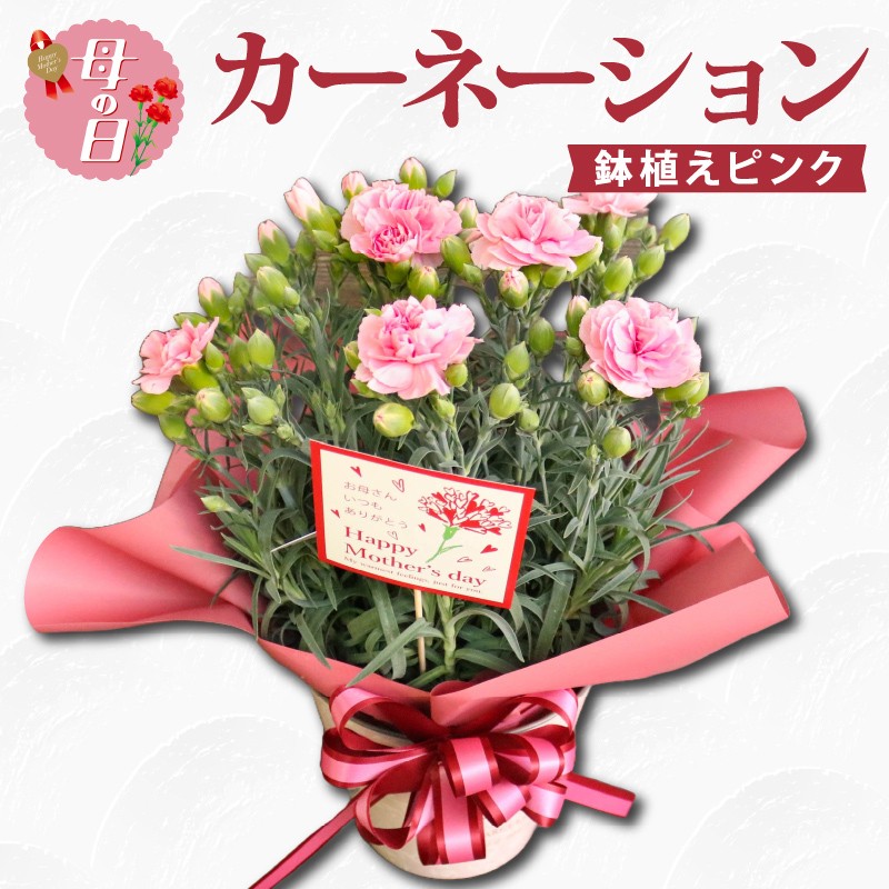 
            【先行予約】 母の日に！ カーネーション 鉢植え ピンク 花 贈り物 お祝い 植物 季節 生花 フラワー ギフト 母の日 2026年5月から順次発送 オンライン決済限定 静岡県 藤枝市
          