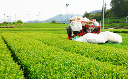 深むし茶・川根銘茶　(150g×2本セット)