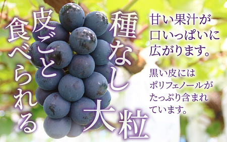【先行予約】【種なし】【朝採れ】【秀品】上野梨園のナガノパープル 約1kg 農園直送【上野の葡萄】 / ぶどう フルーツ 果物 くだもの 贈答 お土産 種なし 旬 皮ごと食べる ポリフェノール 美容 