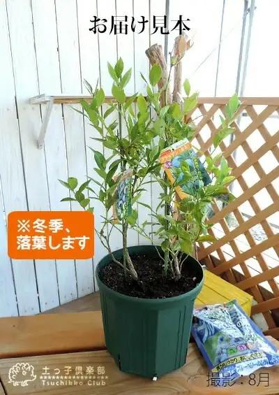 ブルーベリー 『 サザンハイブッシュ系 2品種 植え 』 8号スリット鉢 【 ブルーベリーの肥料 セット！】【ガーデニング 家庭菜園 園芸 初夏 夏 花壇 庭 鉢 玄関 プランター 寄せ植え おうち時