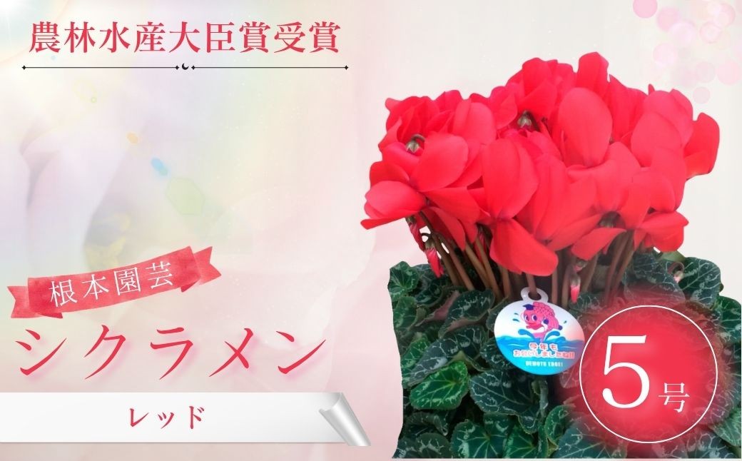 
                  【2026年 先行予約】シクラメン レッド 5号鉢 | 花 お花 ガーデンシクラメン 赤 5号 花ギフト フラワーギフト 鉢花 鉢植え ギフト プレゼント 贈答 農林水産大臣賞受賞 根本園芸 シクラメン
                