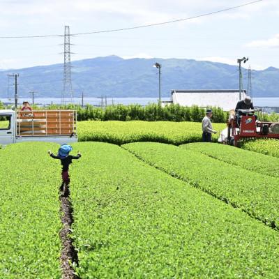 ふるさと納税 沼津市 沼津産(煎茶)　50g ×2袋 合計100g |  | 02