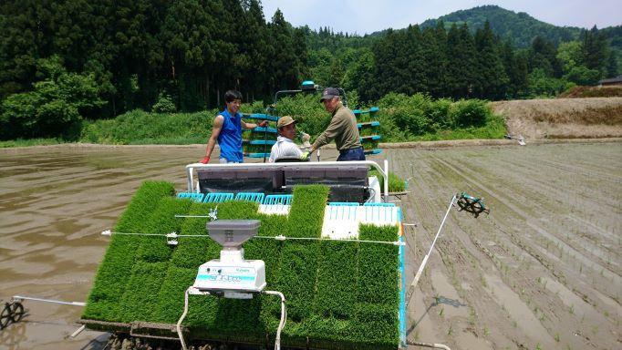 新米【令和8年産】南魚沼産コシヒカリ10kg 井口農場こだわりの 特別栽培米【銘柄米 ブランド米  精米 こしひかり コシヒカリ 魚沼産 南魚沼産 新潟米 新潟県産 国産米 産地直送 ご飯 御飯 ごはん 厳選】【2026年10月上旬より順次発送予定】