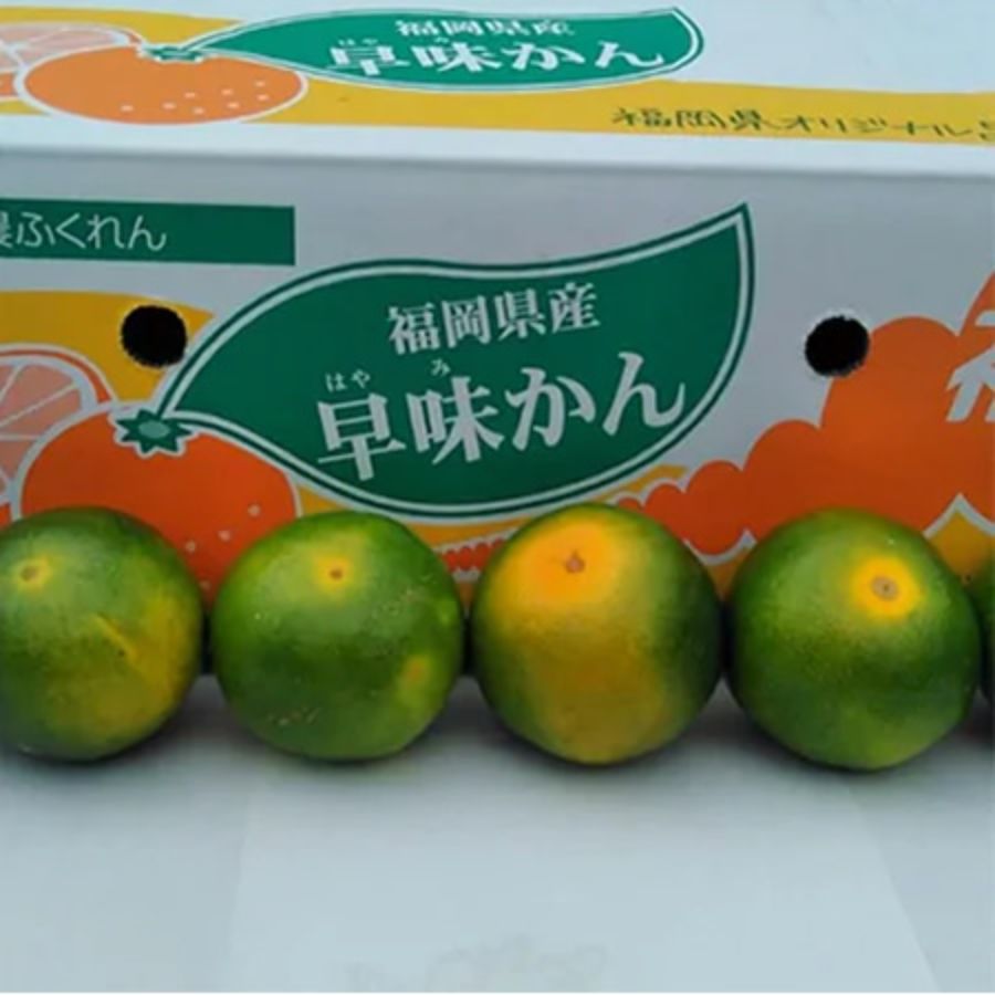 ＜岩田屋本店･南国フルーツ＞福岡県産早みかん4kg