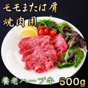 養老ハーブ牛　モモまたは肩　焼肉用　500g【配送不可地域：離島】【1273630】