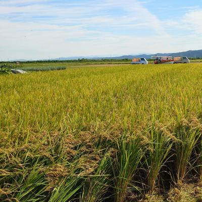 ふるさと納税 三条市 すのこタン。米 2kg 新潟県三条市産 コシヒカリ 非BLコシヒカリ 令和7年産 【010S423】 |  | 03